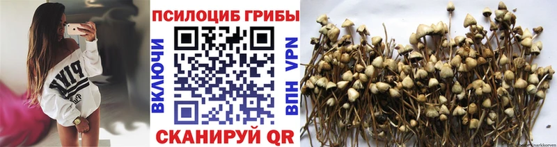 hydra онион  Богданович  Галлюциногенные грибы мицелий 