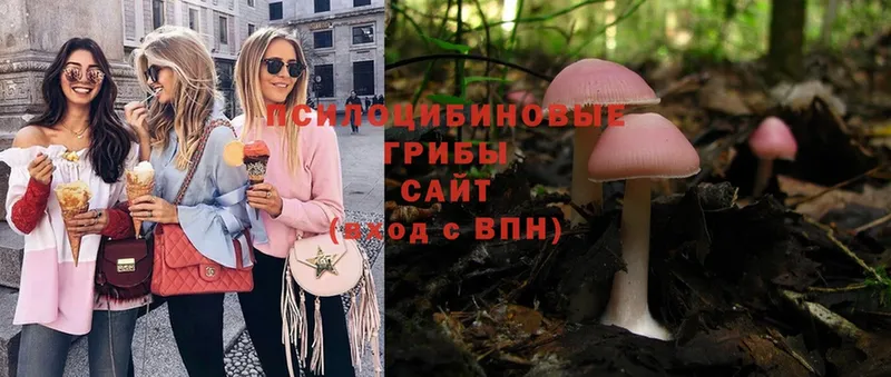 где продают   Богданович  Галлюциногенные грибы MAGIC MUSHROOMS 